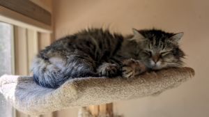 Mufasa, Adult Male Domestic Long Hair