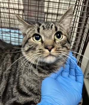 Primary Color Brown Tabby Weight 83125lbs Animal has been Neutered