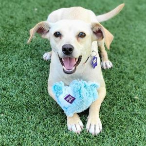 Meet Matilda a 15 pound one-year-old chihuahua mix This friendly and energetic gal loves to play 