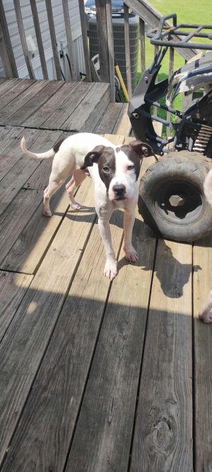 Jack II, Young Male American Staffordshire Terrier
