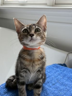 Princess Leia C Graham, Baby Female Tabby