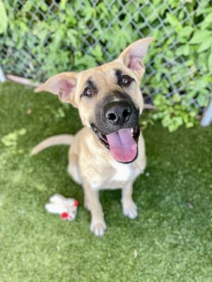 Hopper, Young Male Anatolian Shepherd