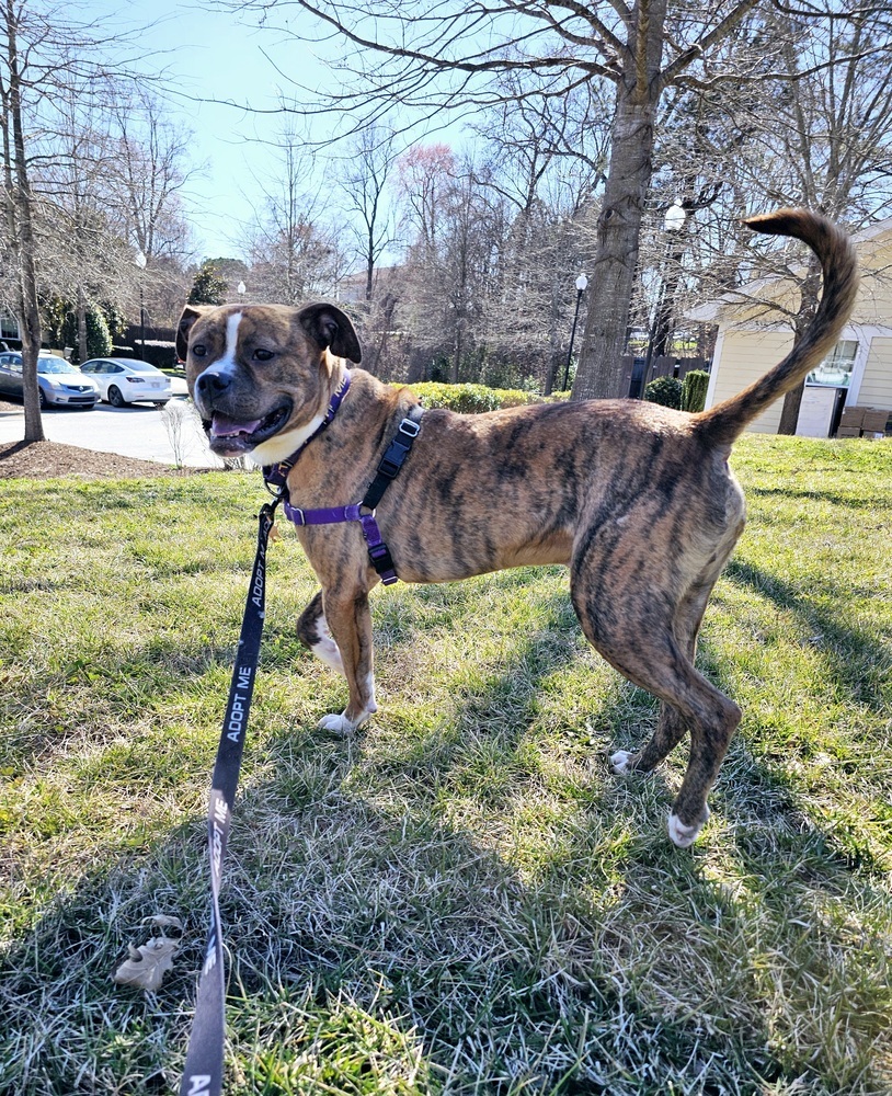 Dozer