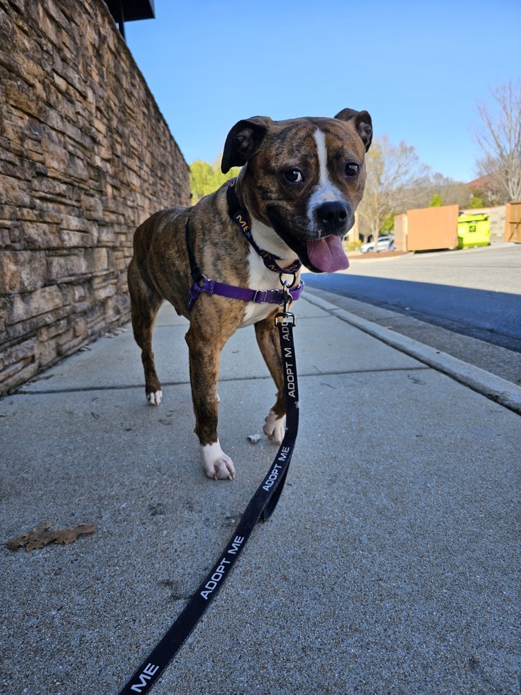 Dozer