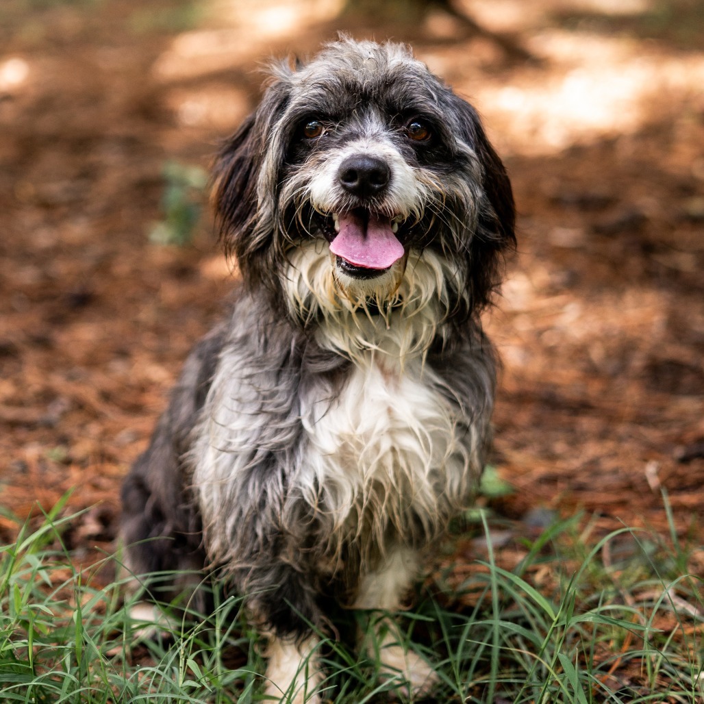 Razz, an adoptable Havanese, Shih Tzu in Smithfield, NC, 27577 | Photo Image 4