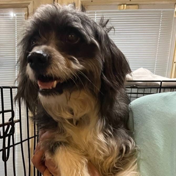 Razz, an adoptable Havanese, Shih Tzu in Smithfield, NC, 27577 | Photo Image 5