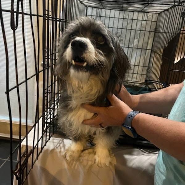 Razz, an adoptable Havanese, Shih Tzu in Smithfield, NC, 27577 | Photo Image 6