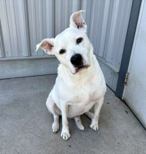 Trey, Adult Male American Bulldog