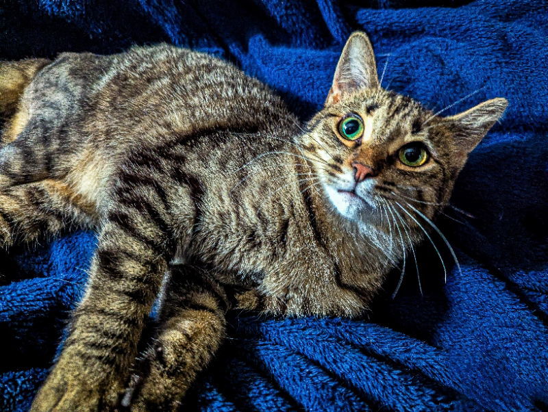 Rosie