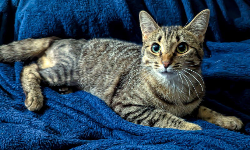 Rosie