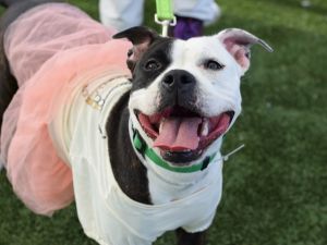 My foster writes Patches a super friendly active and affectionate dog She loves tug of war and cu