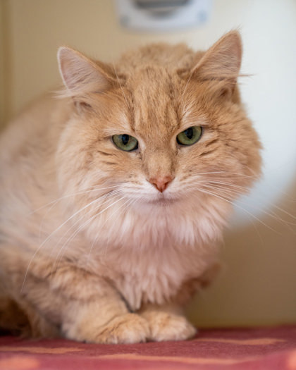 Gracie, an adoptable Domestic Long Hair, Domestic Short Hair in Pequot Lakes, MN, 56472 | Photo Image 1