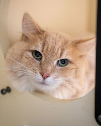 Gracie, an adoptable Domestic Long Hair, Domestic Short Hair in Pequot Lakes, MN, 56472 | Photo Image 2