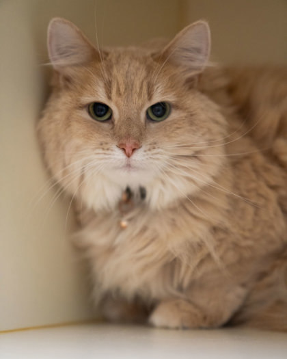 Gracie, an adoptable Domestic Long Hair, Domestic Short Hair in Pequot Lakes, MN, 56472 | Photo Image 3