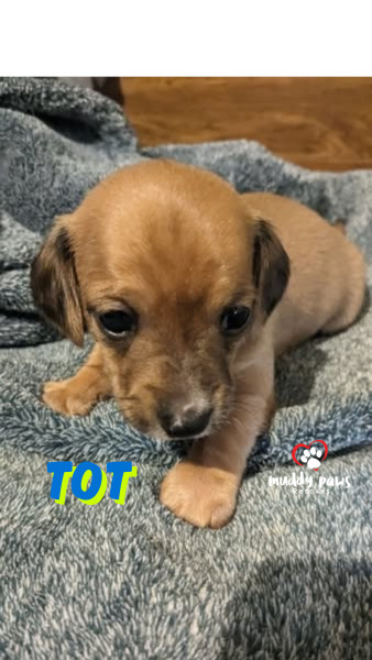 Idaho Potatoes: Tot