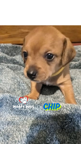 Idaho Potatoes: Chip