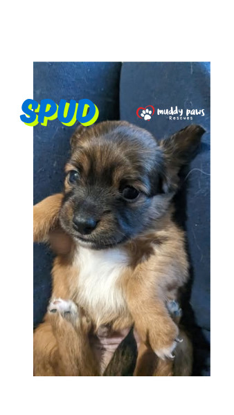 Idaho Potatoes: Spud - Adoption Pending
