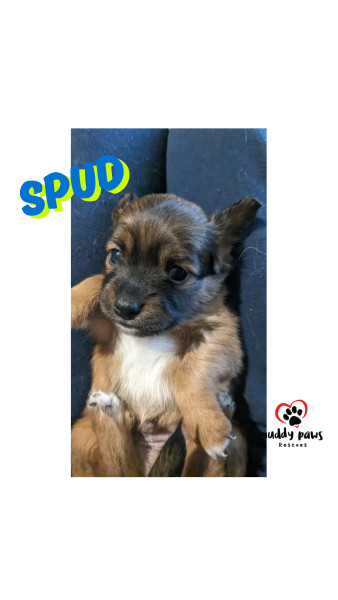 Idaho Potatoes: Spud - Adoption Pending