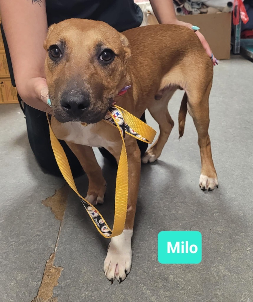 Milo