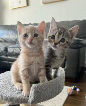 Meet Butter  Jam Your Perfect Pair of Kitten Companions Butter and Jam are a bonded sister duo abo