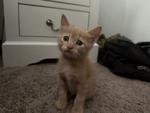 sib Felicity Fiorello FrannieOur F litter - Felicity Fiorello Florian and Frannie - are frien