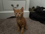 sib Felicity florian frannieOur F litter - Felicity Fiorello Florian and Frannie - are friend