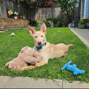 Animal Profile Sherbert is an estimated 5-month-old male approximately 20lb shepherd mix puppy who 