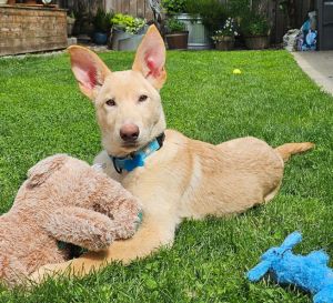 Animal Profile Sherbert is an estimated 6-month-old male approximately 30lb shepherd mix puppy who 