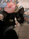 Mouse photo 3
