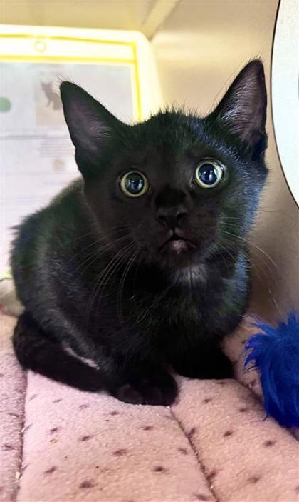 Postal Service, an adoptable Domestic Short Hair in Hutchinson, KS, 67504 | Photo Image 1