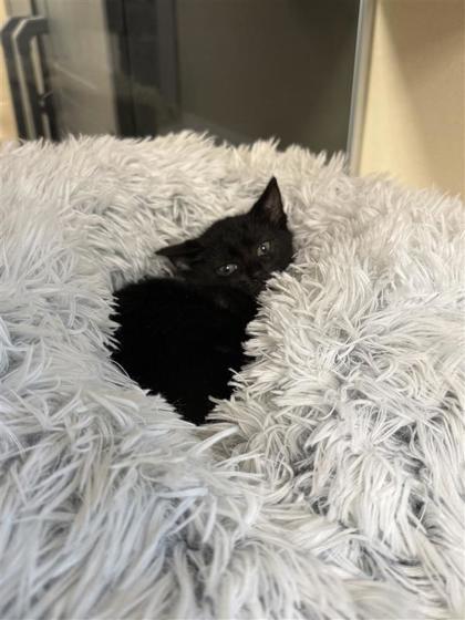 Postal Service, an adoptable Domestic Short Hair in Hutchinson, KS, 67504 | Photo Image 2