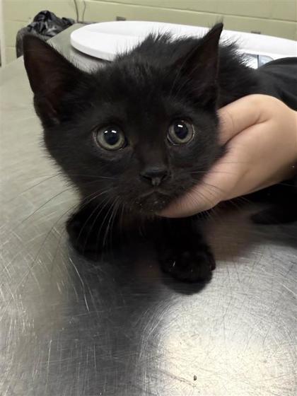 Postal Service, an adoptable Domestic Short Hair in Hutchinson, KS, 67504 | Photo Image 3