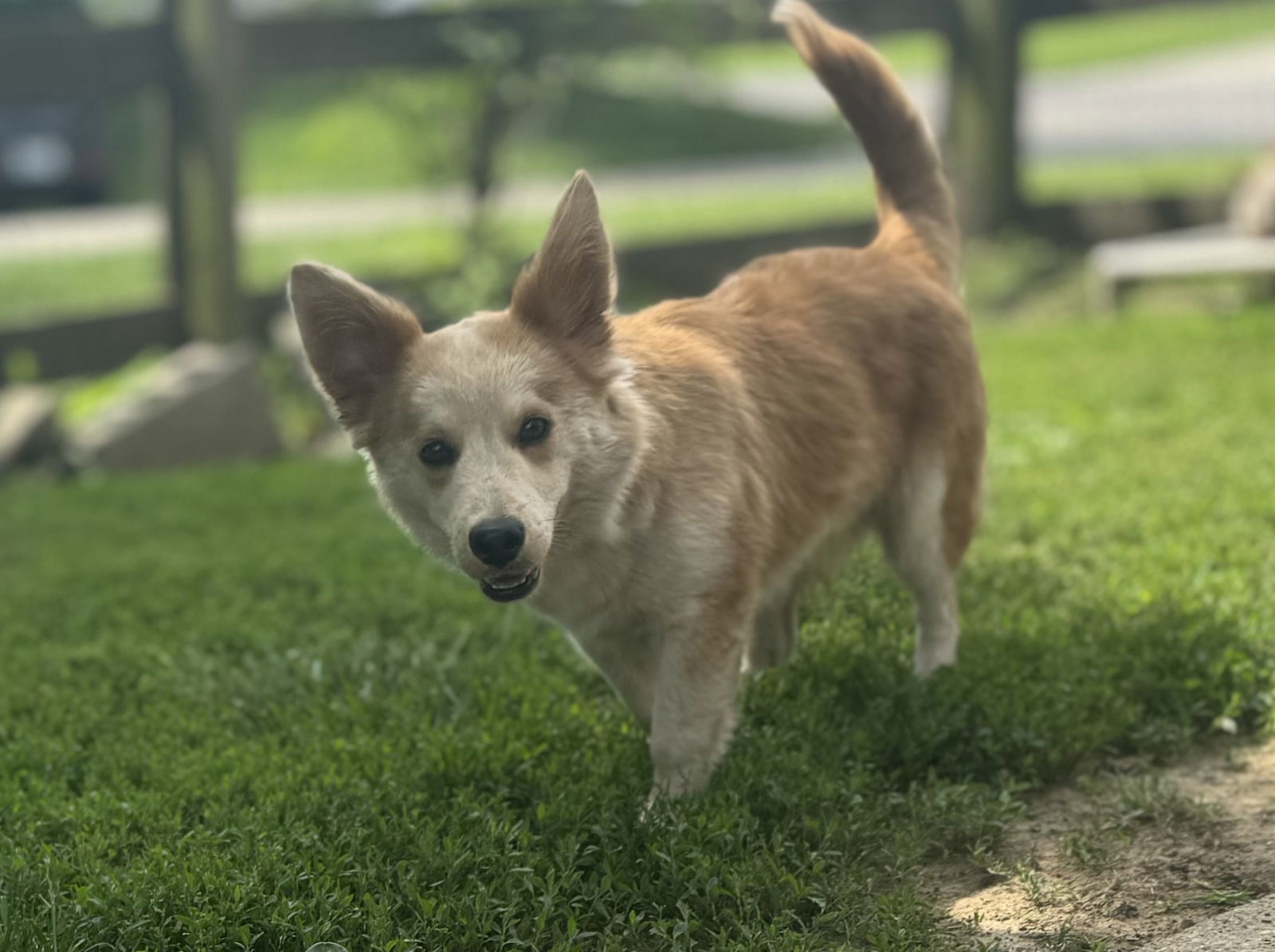 Finn