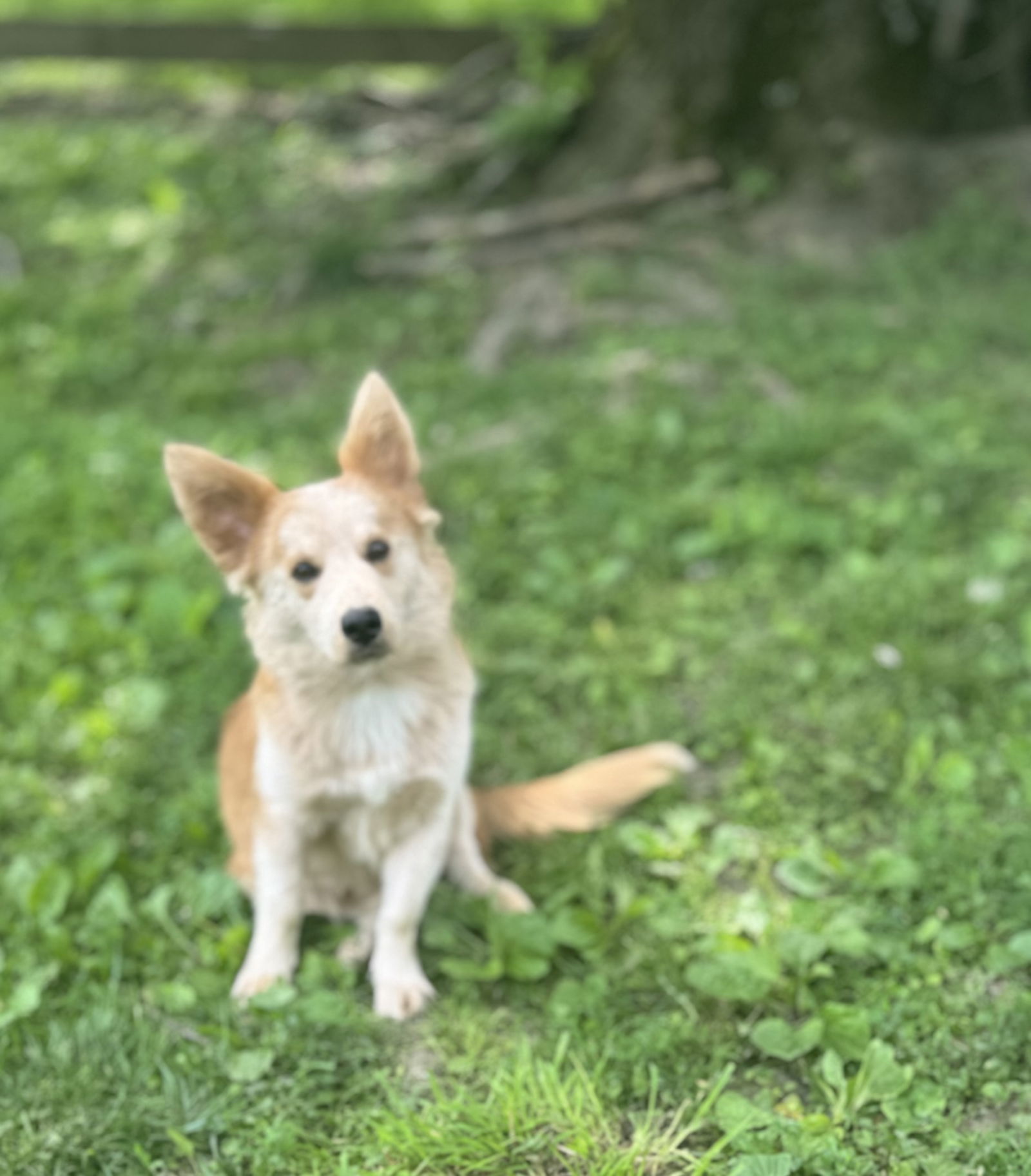 Finn