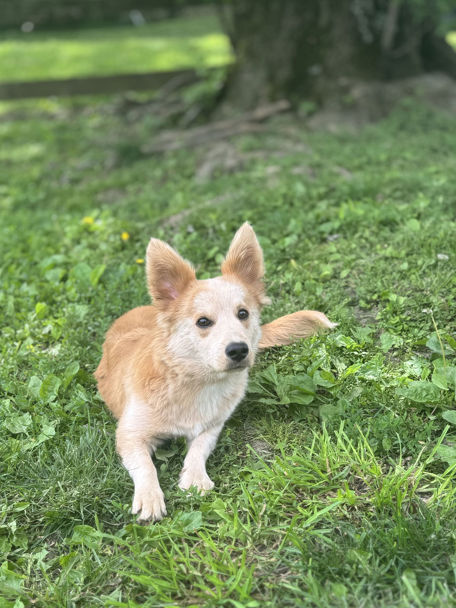 Finn
