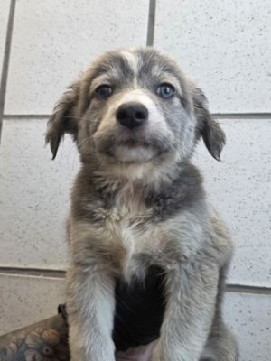 Furrball*, Baby Female Pit Bull Terrier