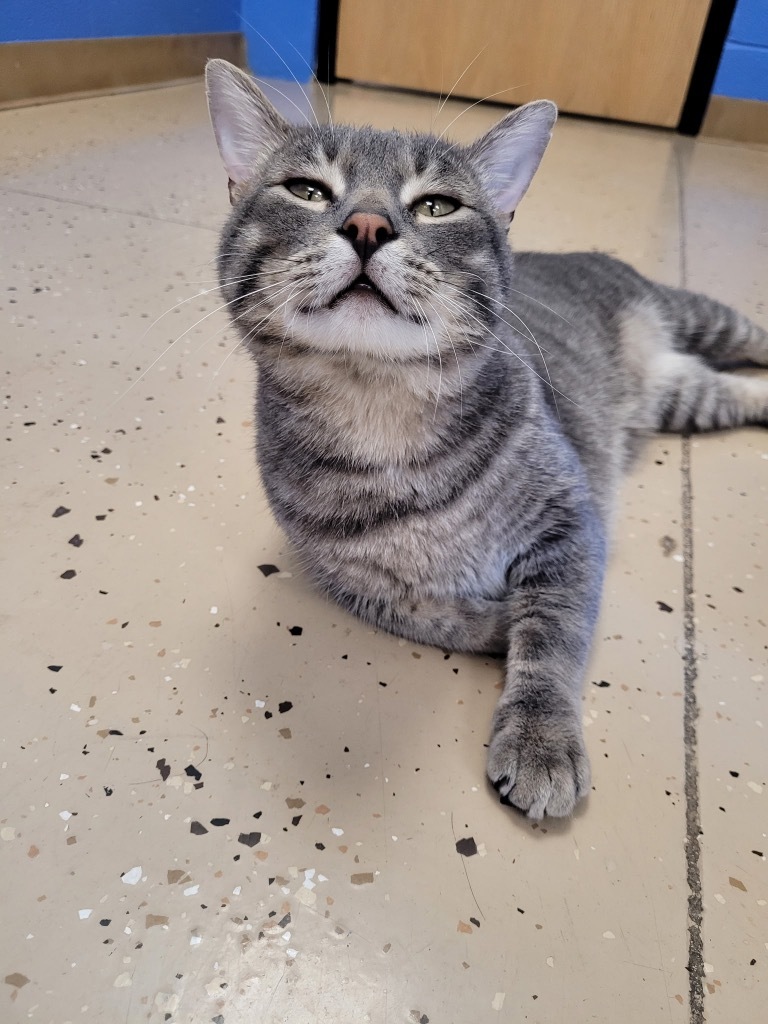 Mew