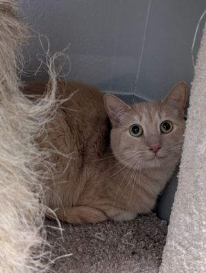 Meet Peanut - A Gentle Soul Looking for Love Peanut is a handsome little guy with the softest fur an