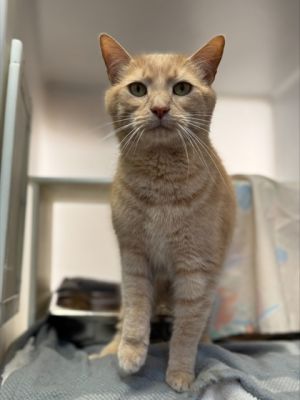 Peanut 614-25 Domestic Short Hair Cat