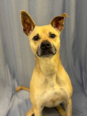 Meet Adrian - your future star student and walking buddy This handsome boy loves treats thrives on