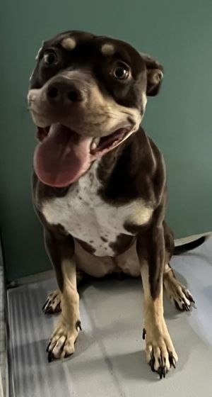 Magnolia 616-25 Pit Bull Terrier Dog