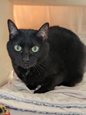 Meet Mittens - A Gentle Soul Seeking Peace and Love Mittens is a sweet soft-hearted girl whose worl