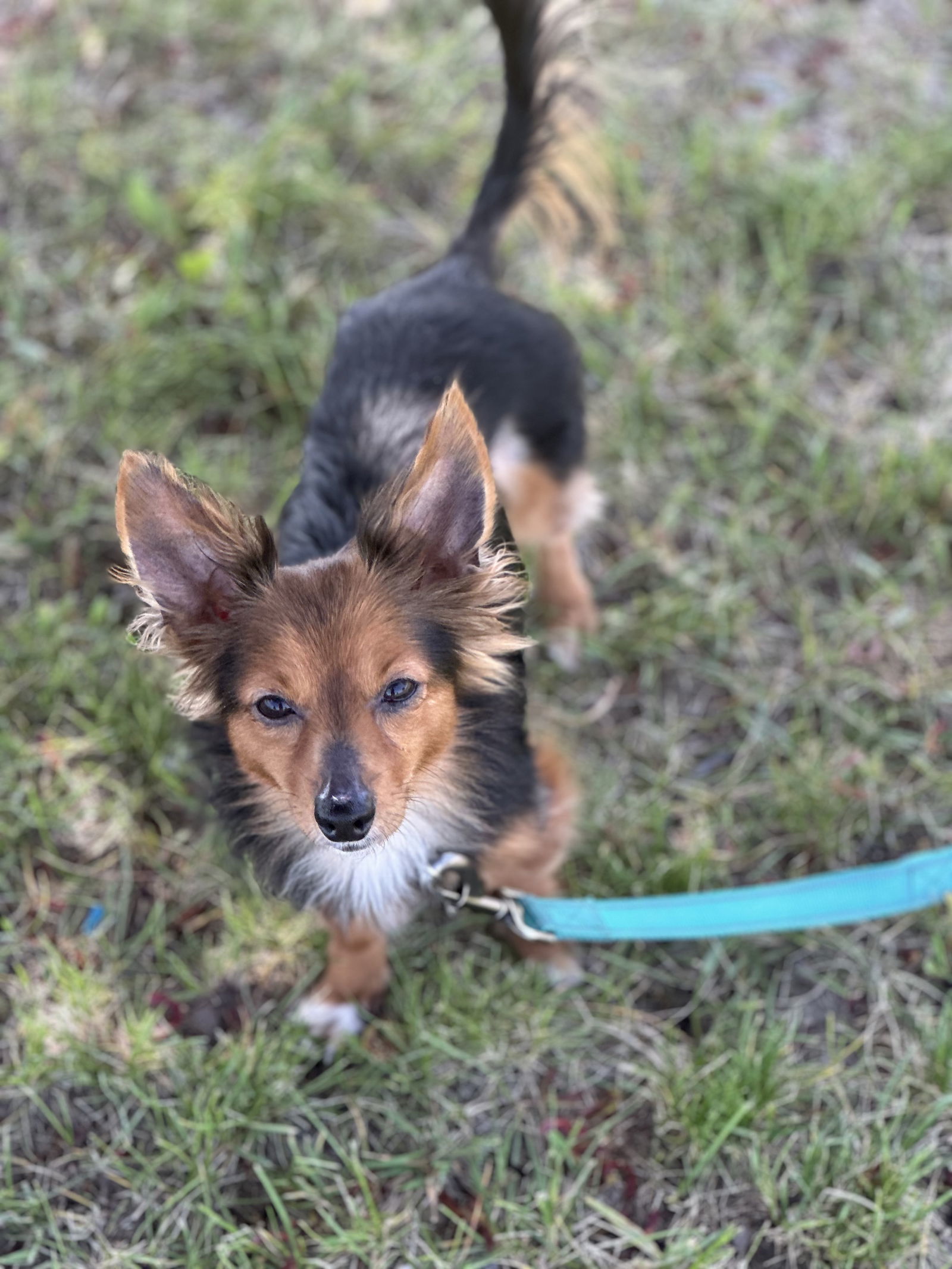 Duke, an adoptable Mixed Breed in Polson, MT, 59860 | Photo Image 1