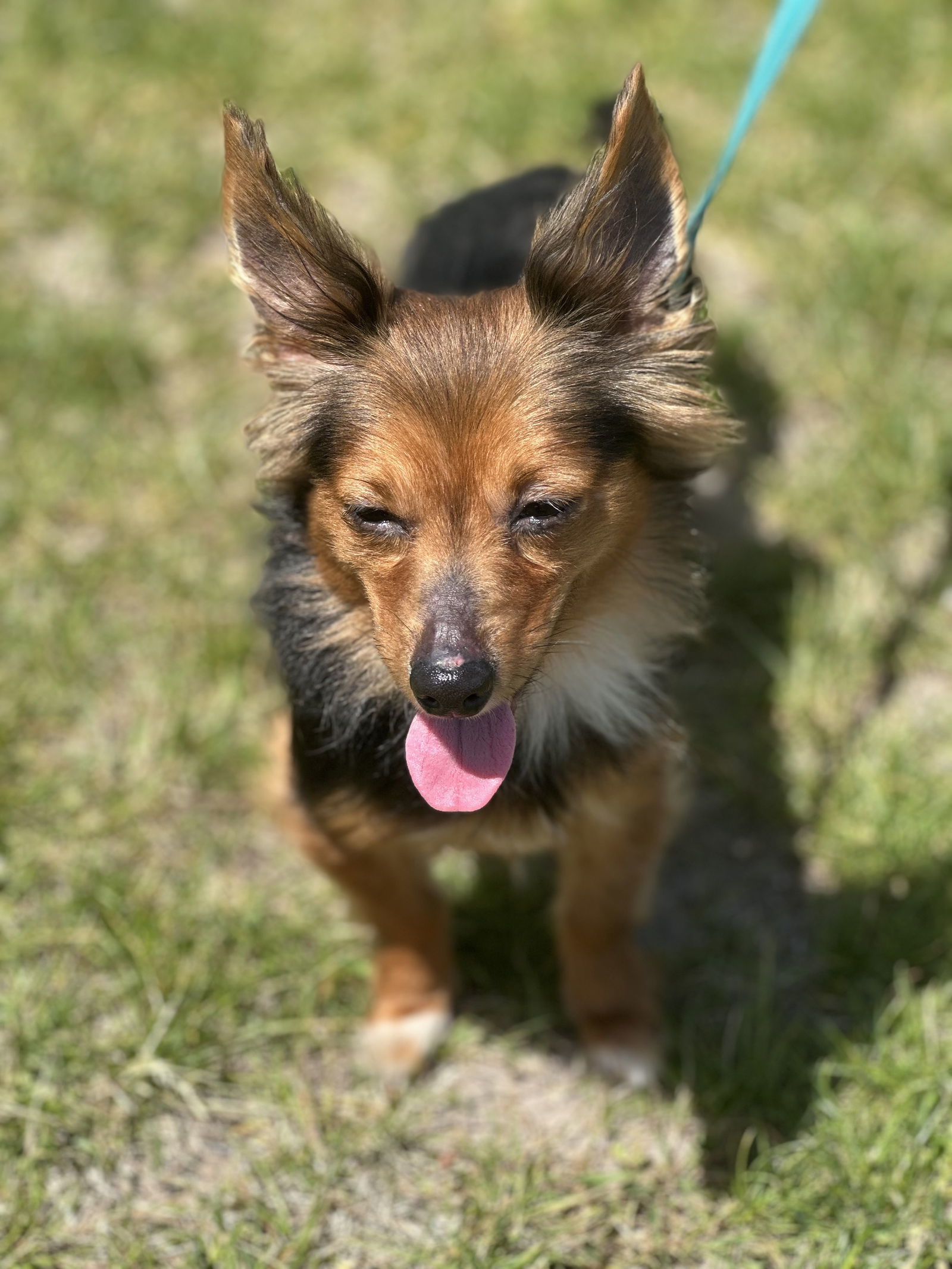Duke, an adoptable Mixed Breed in Polson, MT, 59860 | Photo Image 2