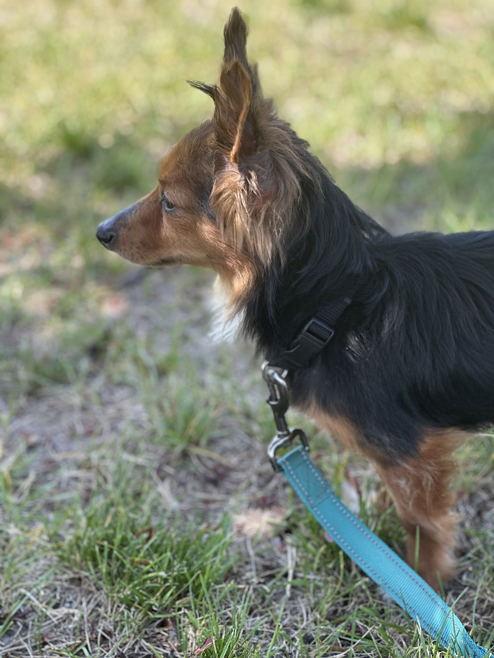 Duke, an adoptable Mixed Breed in Polson, MT, 59860 | Photo Image 3