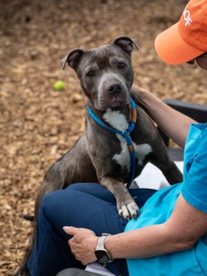 Fisher is a not too big 44 pound cutie with a beautiful gray coat Things we like about Fisher incl
