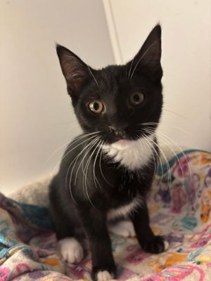Cheetah, Baby Female Domestic Short Hair