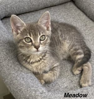 Meadow, Baby Female Domestic Short Hair