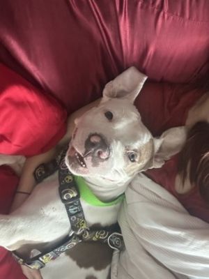 Kappa, Adult Male Pit Bull Terrier