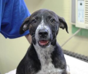Cici, Baby Female Border Collie